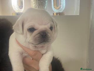 Pug dogs Beautiful pugs - Advert 5