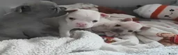French Bulldog dogs for sale: french bulldog puppies - Advert 5