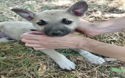 Mixed Breed dogs for adoption: OZZY, a Lovely Puppy Boy - for a Loving Home - Image 9