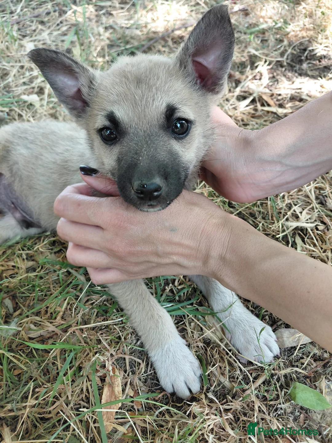 Mixed Breed dogs for adoption: OZZY, a Lovely Puppy Boy - for a Loving Home - Advert 9