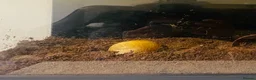 Snails invertebrates for sale: African land snail in Norwich - Advert 2