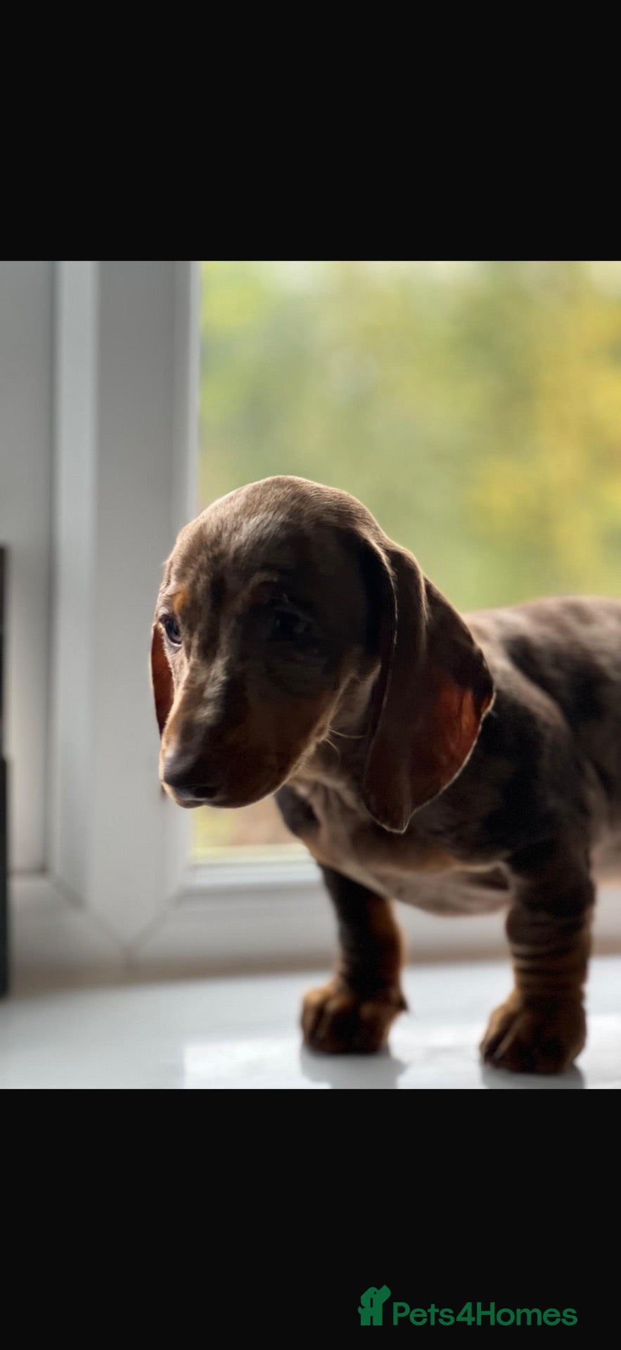 Dachshund dogs Lovely Dachshunds!  - Advert 2
