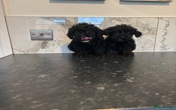 Maltipoo dogs for sale: Toy maltipoo puppies (toy poodle) - Image 6