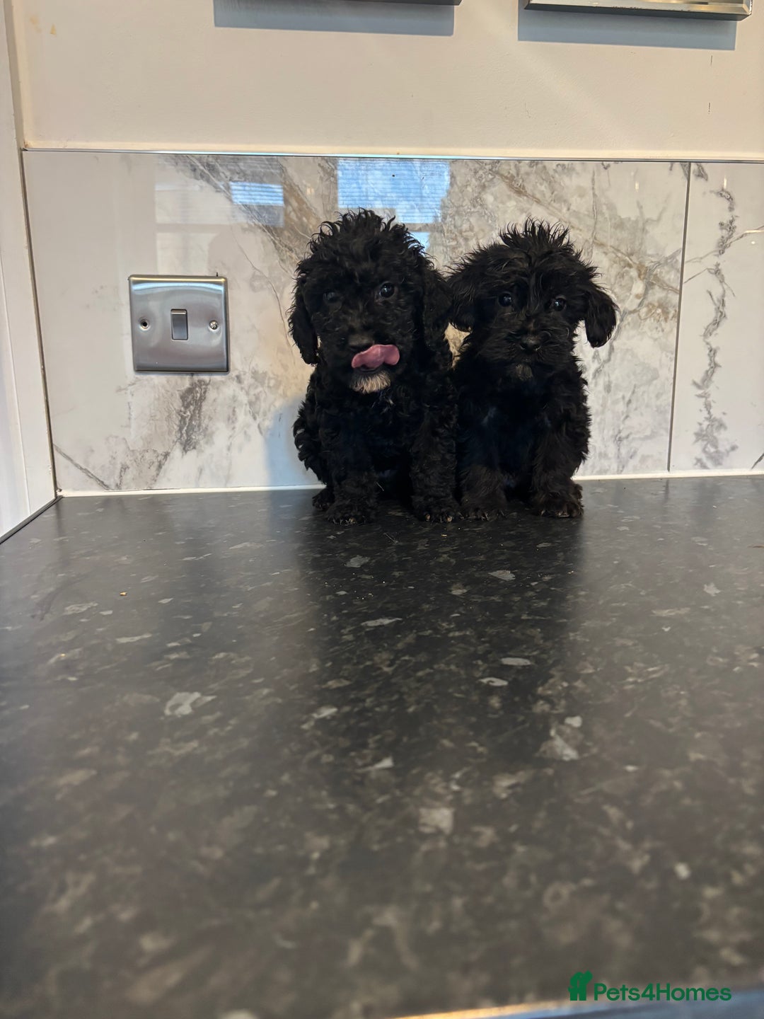 Maltipoo dogs for sale: Toy maltipoo puppies (toy poodle) - Image 6