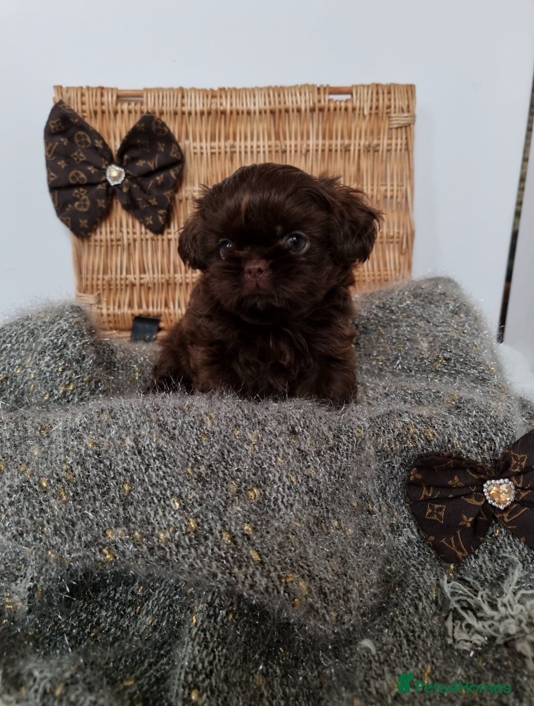 Shih Tzu dogs Last gorgeous tiny chocolate boy available - Advert 15