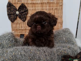 Shih Tzu dogs Last gorgeous tiny chocolate boy available - Advert 15
