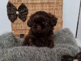 Shih Tzu dogs Last gorgeous tiny chocolate boy available - Advert 14