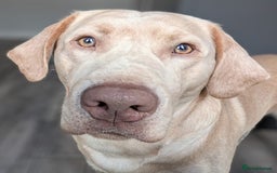 Labrador Retriever dogs for stud: Reggie available for stud - Image 2