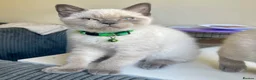 British Shorthair cats for sale: 💙 GCCF Pedigree Blue Colourpoint BSH Kitten - Advert 22