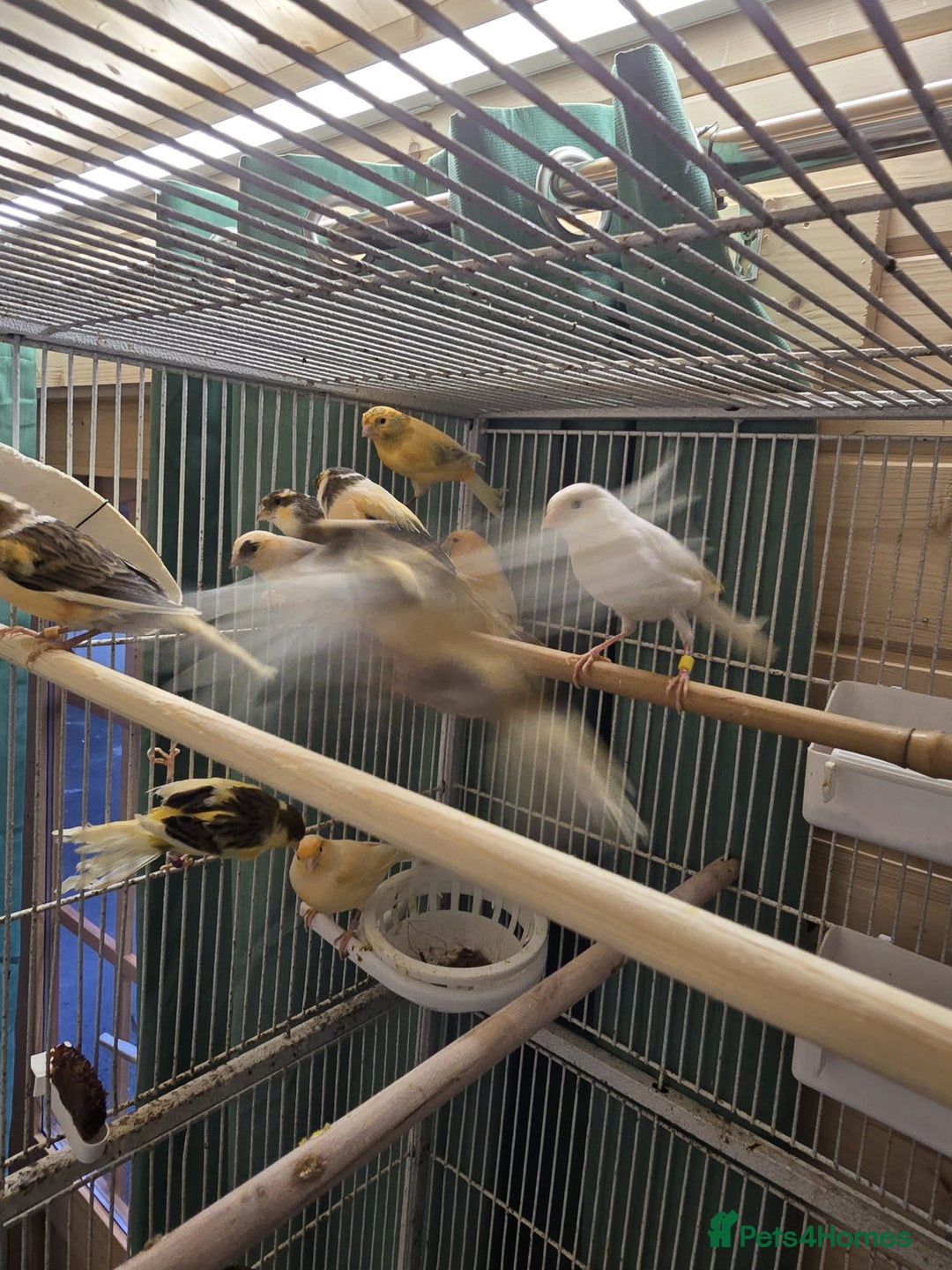 Canaries birds for sale: Beautiful healthy canaries for sale in Manchester  - Advert 14