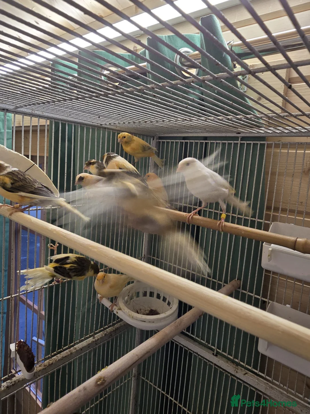 Canaries birds for sale: Beautiful healthy canaries for sale in Manchester  - Advert 14