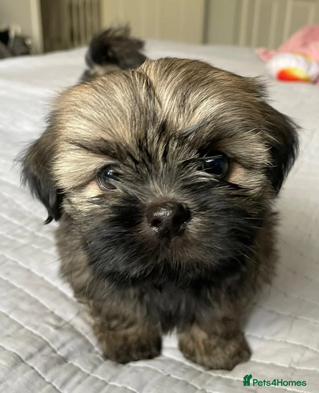 Shih Tzu dogs for sale: Imperial Shih Tzu Puppies - Advert 1