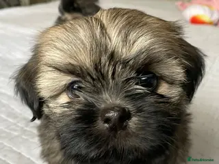 Shih Tzu dogs Imperial Shih Tzu Puppies - Advert 6