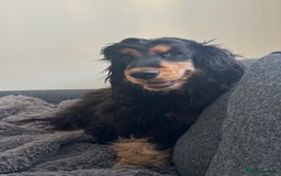 Cocker Spaniel dogs for sale: Show Type Cocker Spaniel girl - Image 2