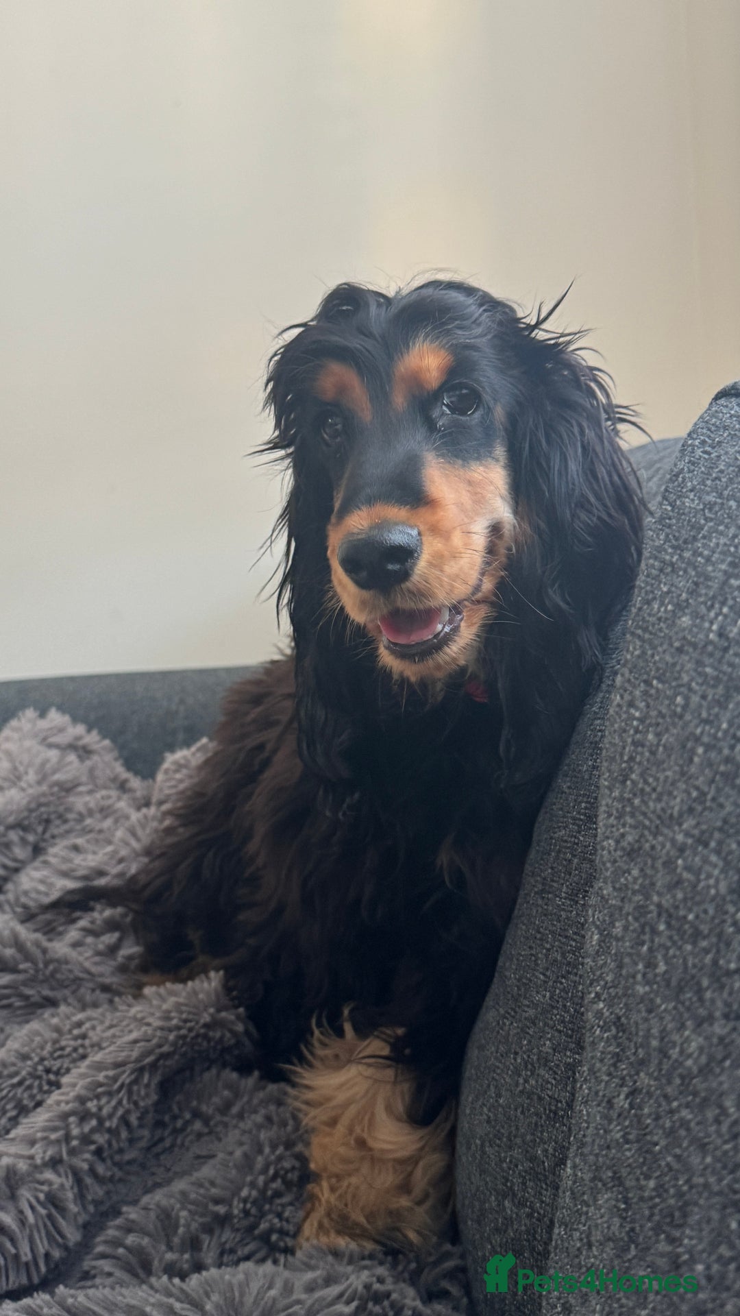 Cocker Spaniel dogs for sale: Show Type Cocker Spaniel girl - Image 2