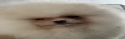 Pomeranian dogs for sale:     Luxury White Pomeranian Puppies  - Advert 12