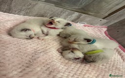Ragdoll cats for sale: Beautiful Ragdoll Kittens  - Image 16