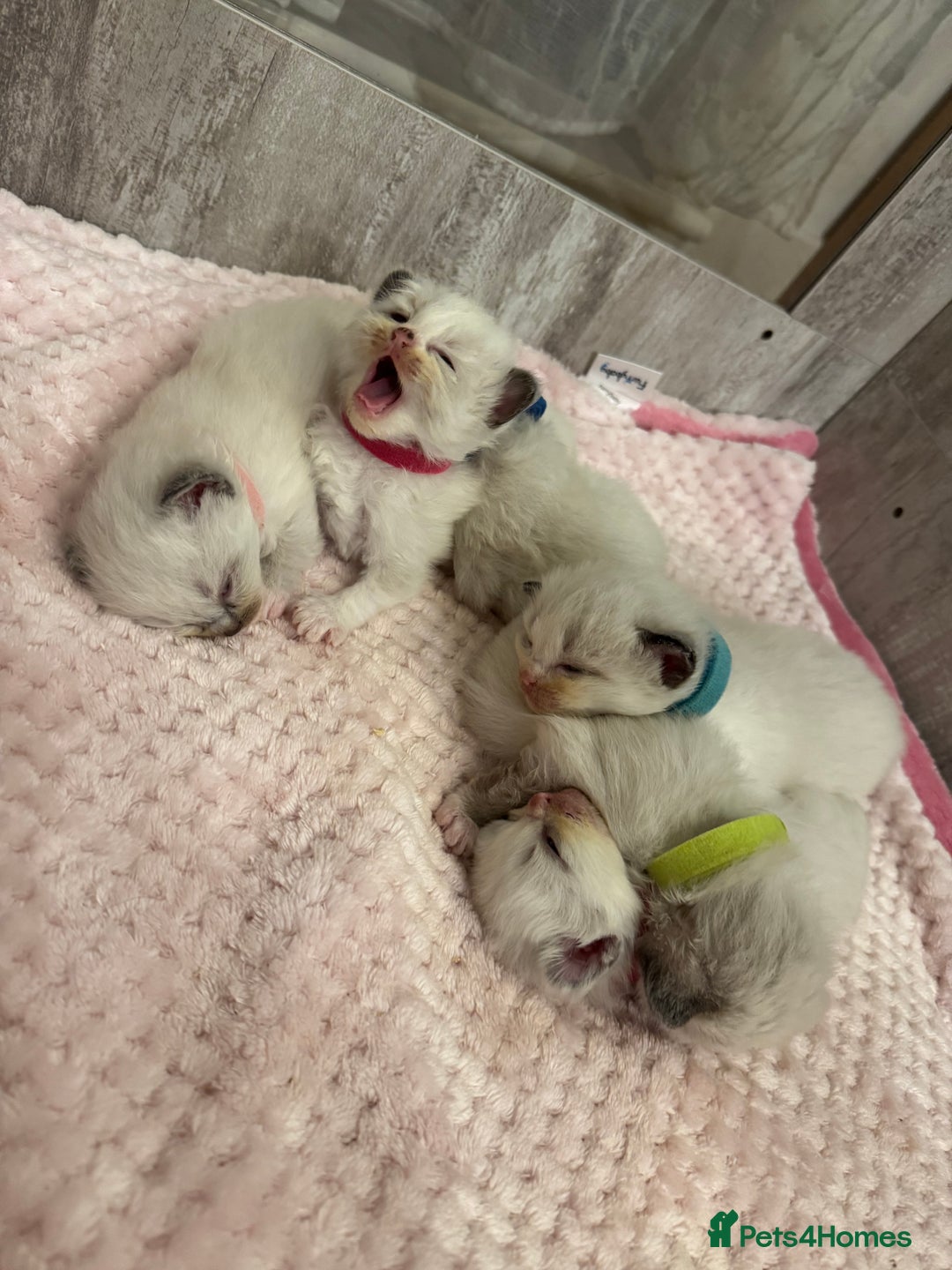 Ragdoll cats for sale: Beautiful Ragdoll Kittens  - Image 16