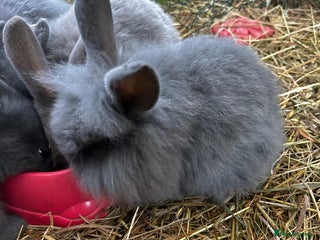 Mixed Breed rabbits Adorable Mini lop mix loin head babies - Advert 9