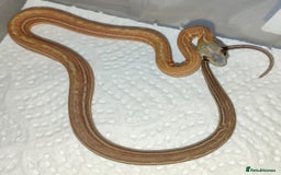 Corn Snake reptiles for sale: 2025 Scaleless cornsnakes  - Image 4