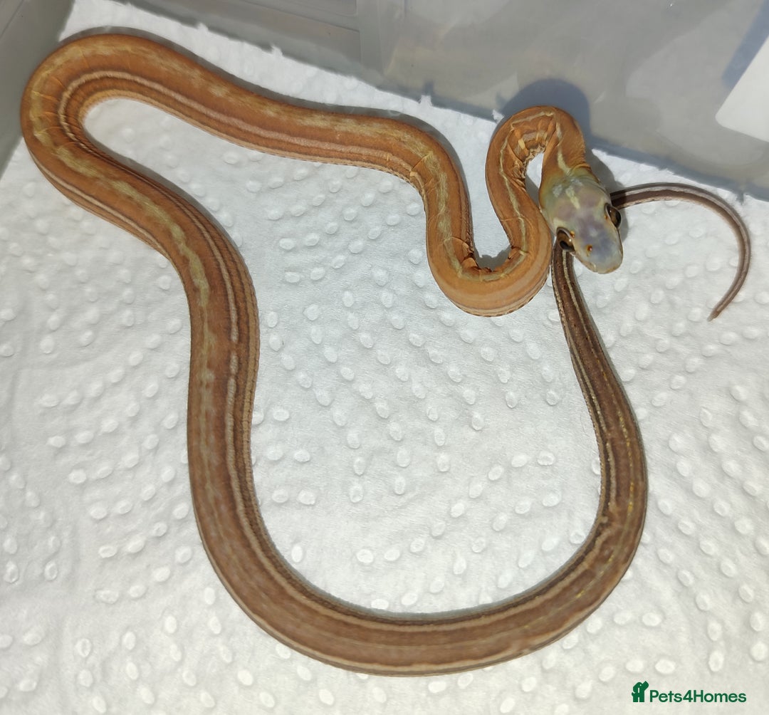 Corn Snake reptiles for sale: 2025 Scaleless cornsnakes  - Image 4