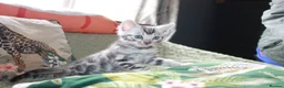 Bengal cats for sale: Two Male Bengal Kittens for Sale - Advert 13