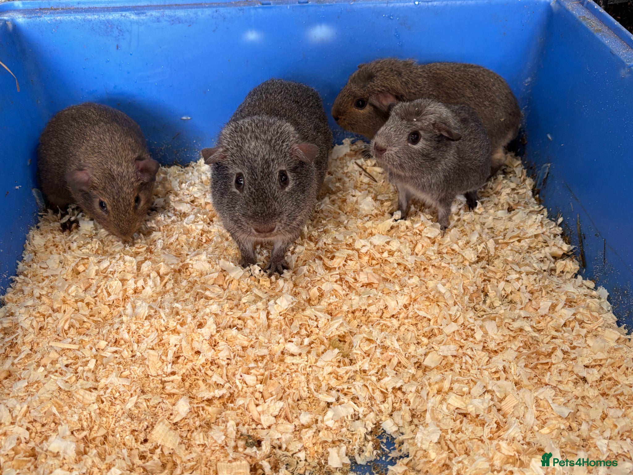 Guinea Pig rodents For sale - Advert 1