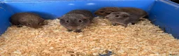 Guinea Pig rodents for sale: For sale in Radstock - Advert 1