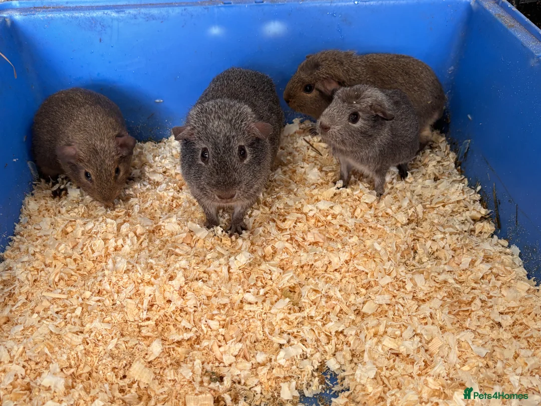 Guinea Pig rodents for sale: For sale in Radstock - Advert 1