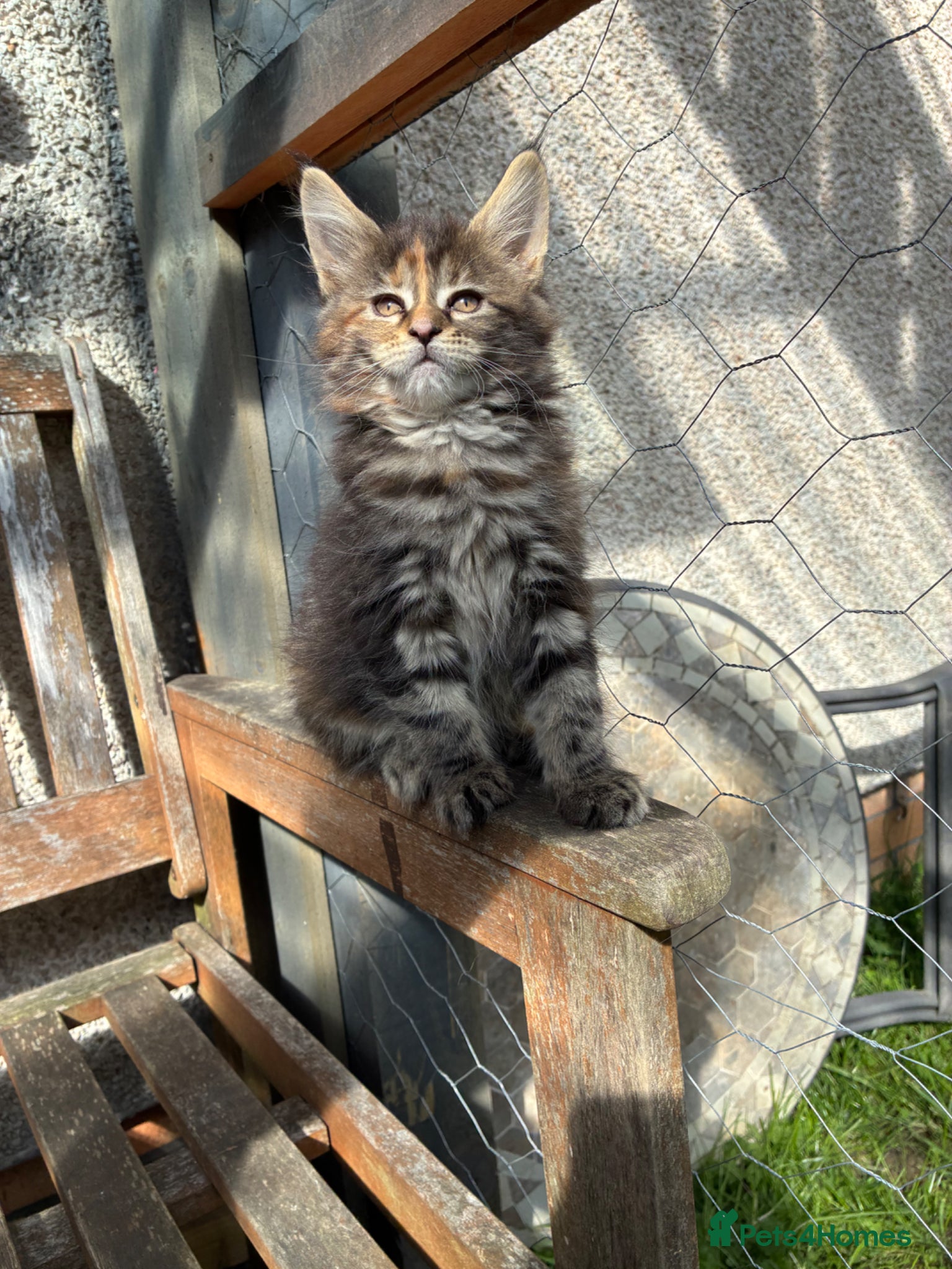 Maine Coon cats Maine coon kittens  - Advert 8