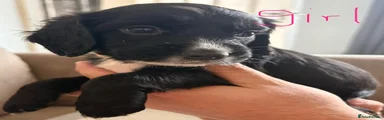 Cocker Spaniel 4