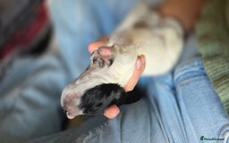 Mixed Breed dogs for sale: Beautiful cocker spaniels - Image 8