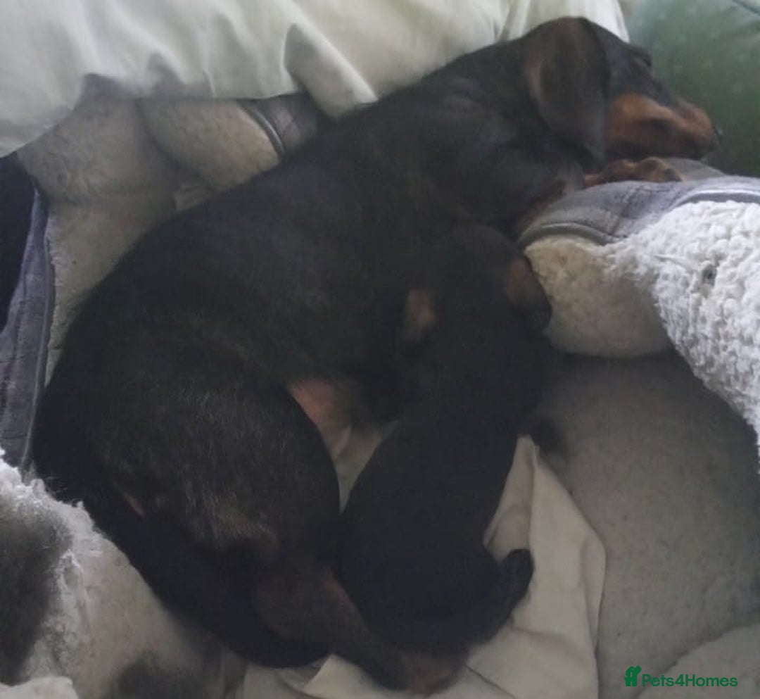 Dachshund dogs for sale: Teckel/wirehaired Dachshund  - Advert 2