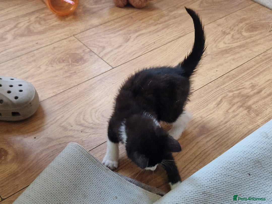Mixed Breed cats for sale: ready to go - Image 26
