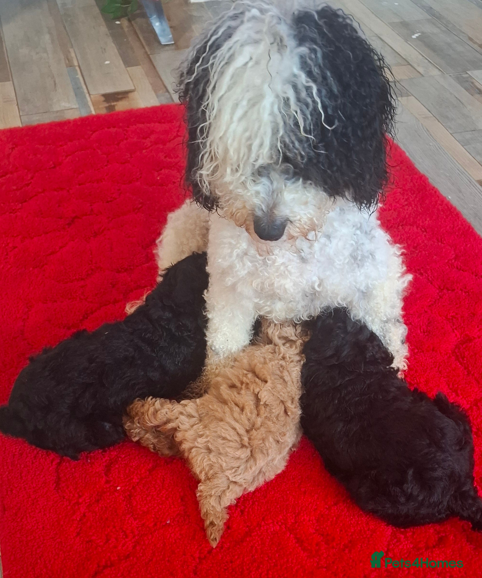 Toy Poodle dogs Toy poodle 🐩 pure breed  - Advert 4