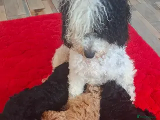 Toy Poodle dogs Toy poodle fully health checked pure breed - Advert 9