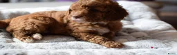 Cockapoo dogs for sale: 4 beautiful female cockapoos for sale - Advert 19