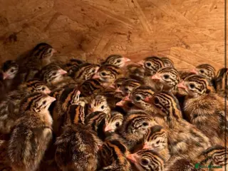 Guinea Fowl poultry Guinea Fowl Keets, all sexed - Advert 10
