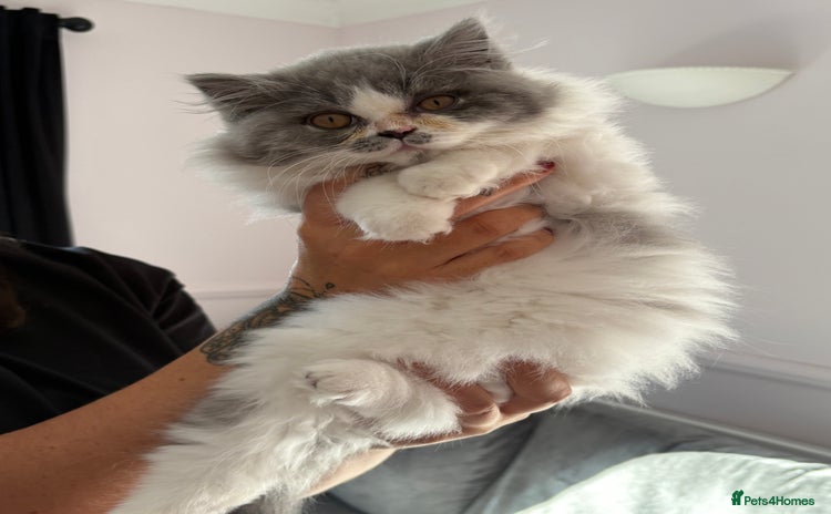 British Longhair cats - Advert 1