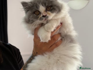 British Longhair cats - Advert 22