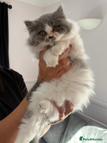 British Longhair cats - Advert 7