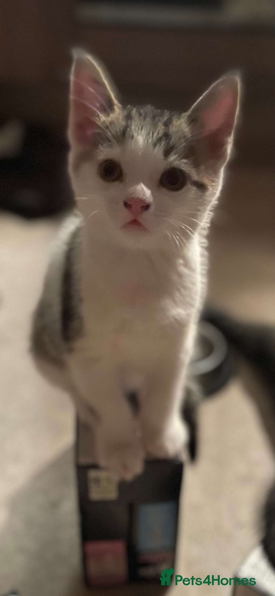 British Longhair cats for sale: White and tabby boy ready now  - Image 3