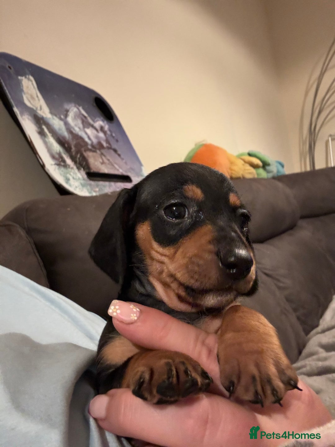 Dachshund dogs for sale: Stunning Miniature Dachshund Pups - Image 15