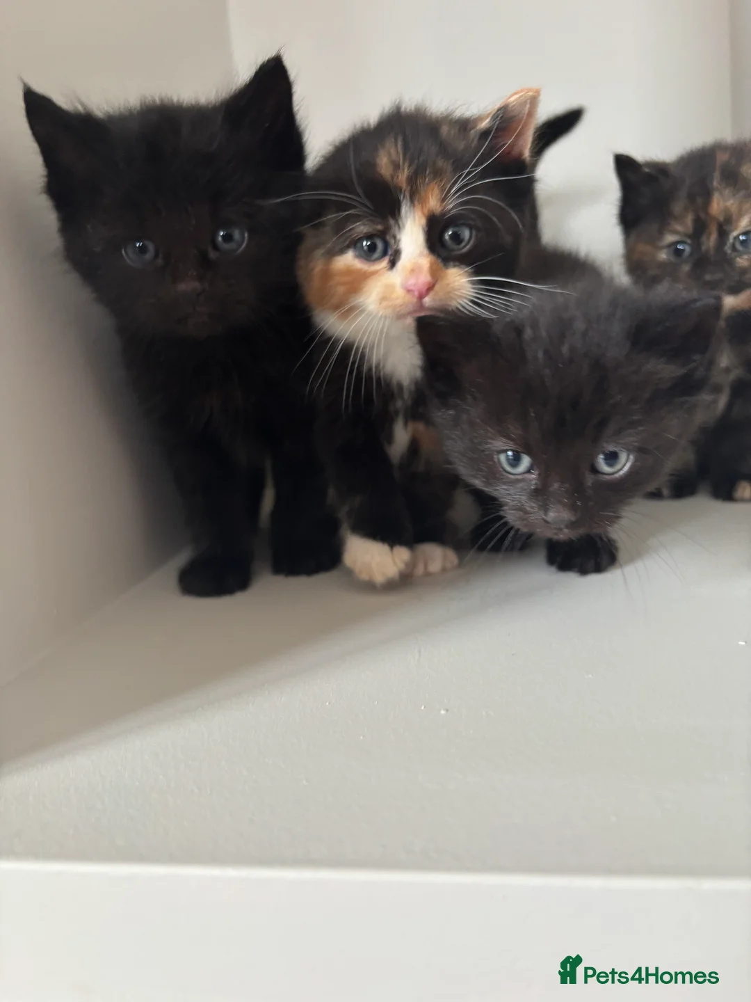 Ragdoll cats for sale: Kittens  - Advert 1