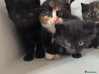 Ragdoll cats Kittens - Advert 2