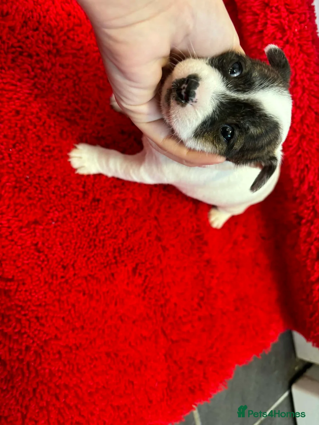 Jack Russell dogs for sale: Jack Russel pups  - Advert 9