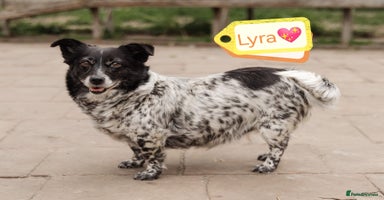 Mixed Breed dogs - Advert 6