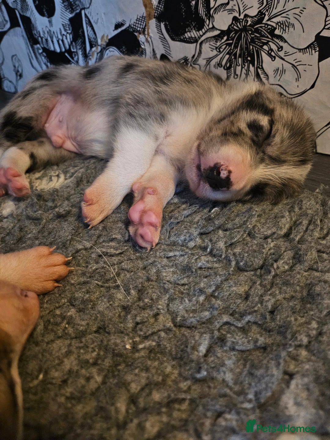 Border Collie dogs for sale: Unique blue merle border collie puppies - Image 14