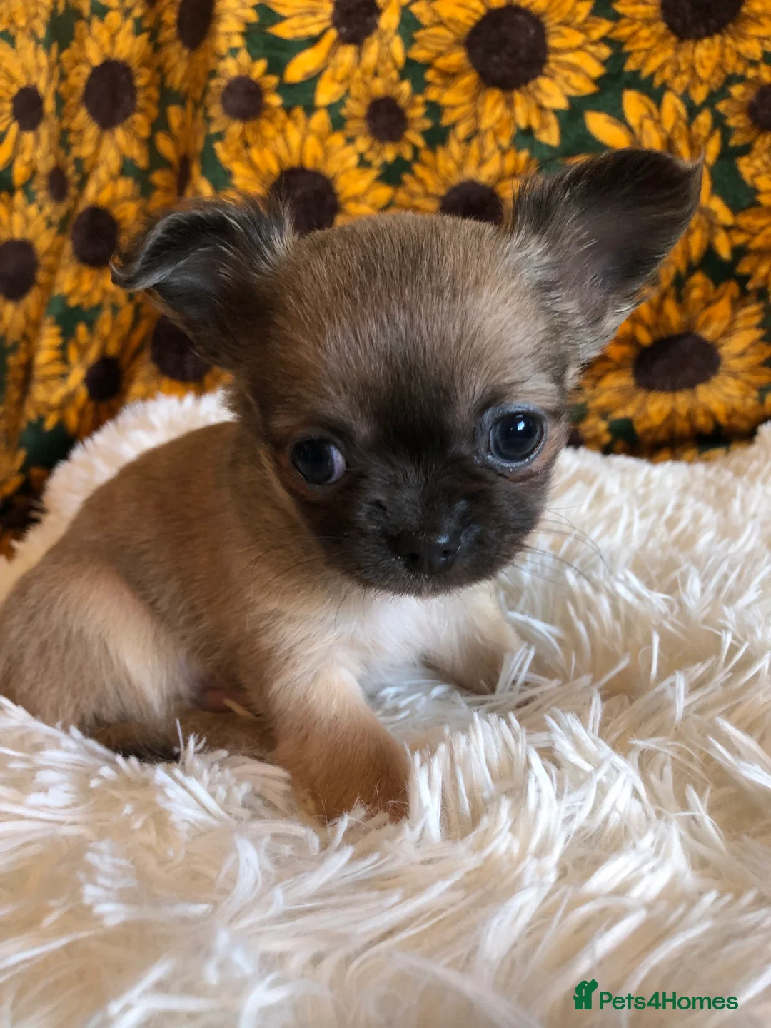 Chihuahua dogs for sale: Long haired and short haired chihuahua puppies - Advert 9