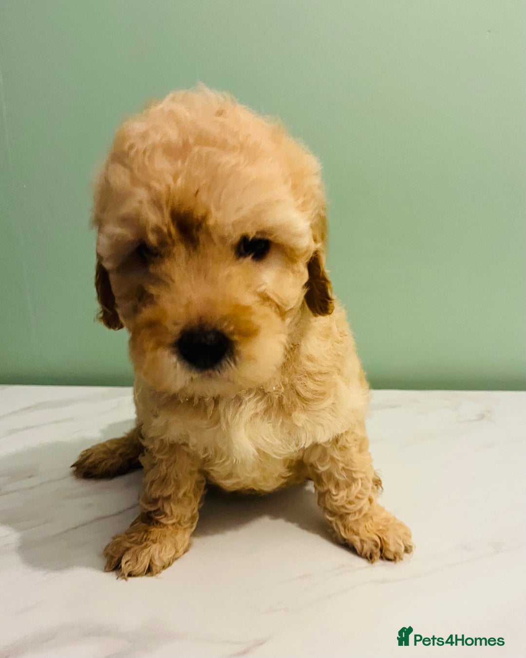 Miniature Poodle dogs for sale: 3 Miniture poodles boys  - Advert 2